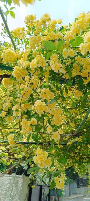 � ������ �����, �����������!