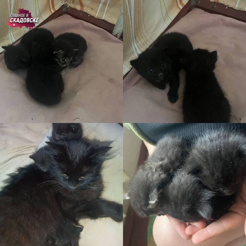 �������� ����������� ��������� ������������ ��������� ����� � ��������