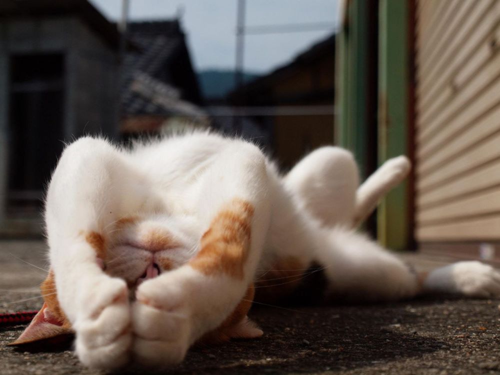 ������� ����! ����� ���� �������� �������� ��� �������� �������, �������� �������������, ��������� ���������� � ������ �������������! �������������� �����������!