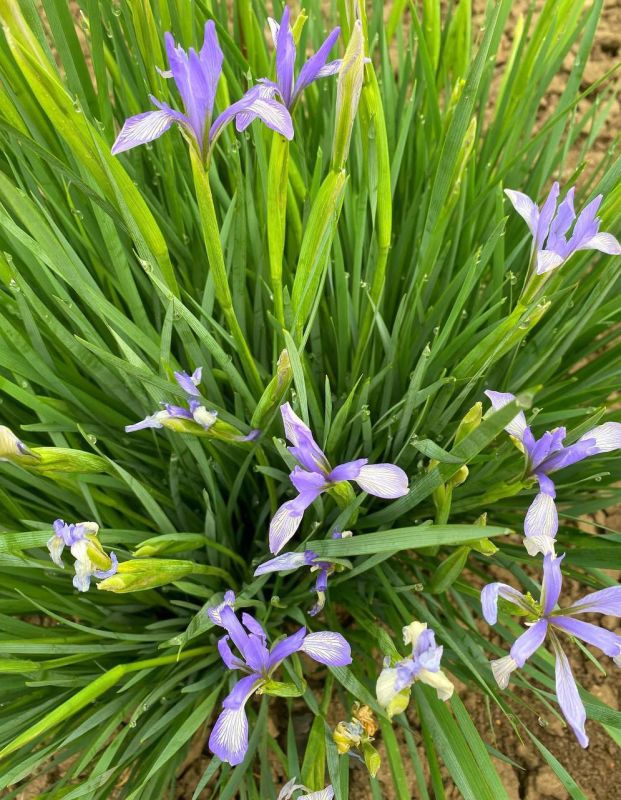 ����� ��������: �������� ������� ����������