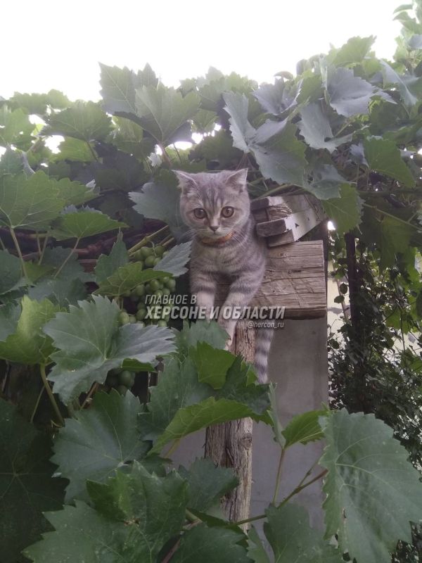 ���������� ������������ ����� ����������� ������� ����