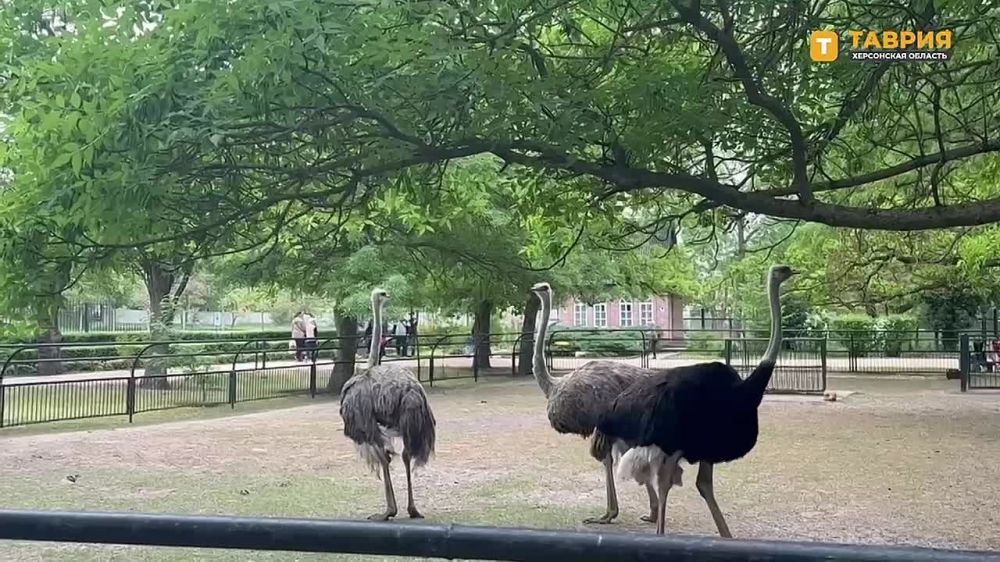 ���������� ���������� "�������-����" ������ ����� ������ ����������� ����� ����������� ��������