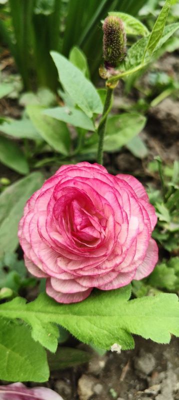 � ������ �����, �����������!