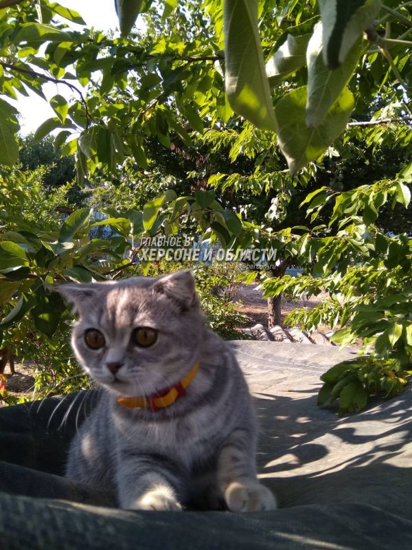 ���������� ������������ ����� ����������� ������� ����