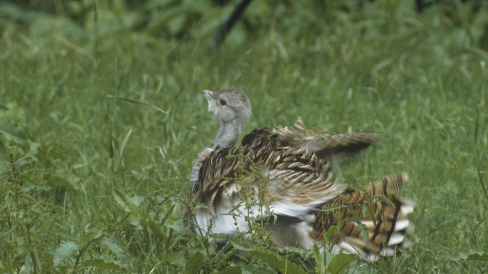 ���������� ���������� "�������-����" ����� ������ ��� �����������