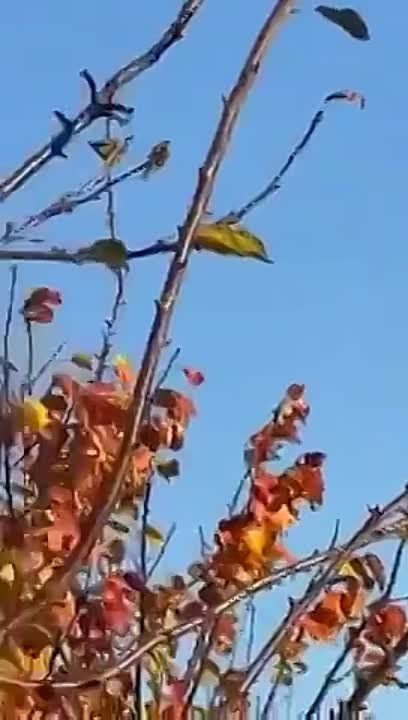 ���������� ������ ������-������ �������� ������� ���������� ������