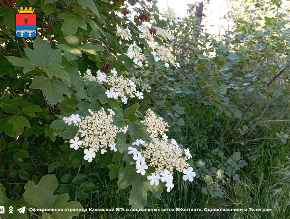 ������ ����, �������!. @VGA_Kakhovka