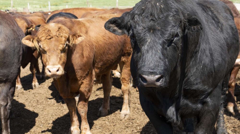 �������� ������� ����������� ������� �������������� ��������