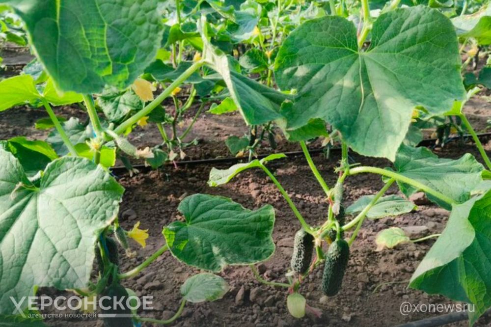 ������ ������ ������� ��������� � �������� ������������ ������