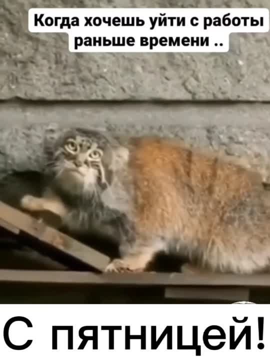 ����� �� ��������� �������� ������� ������� ����� ������