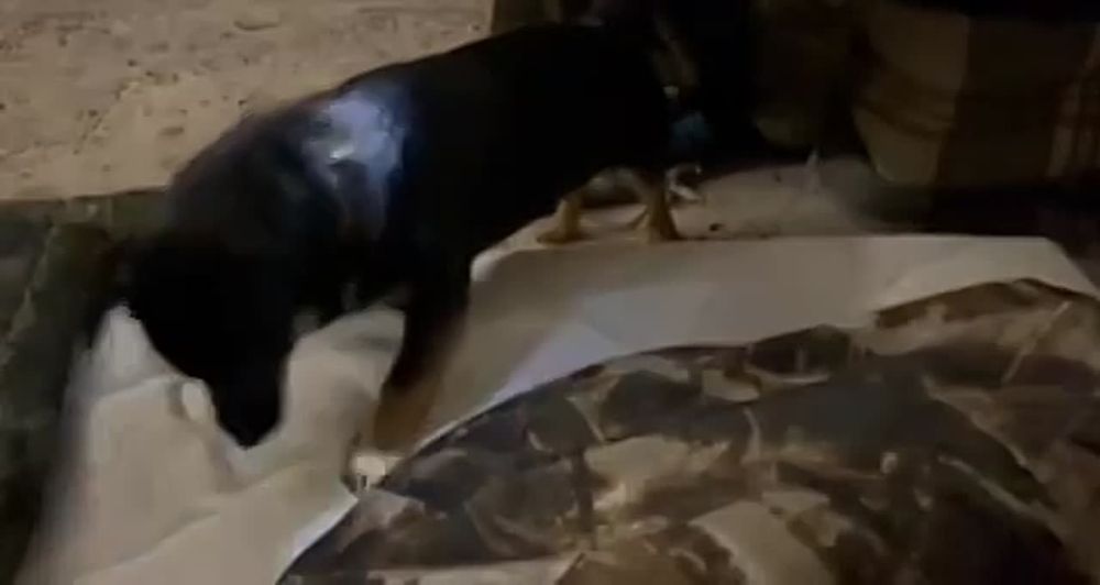 ����� �� ����� ������ �� ���������� �����������