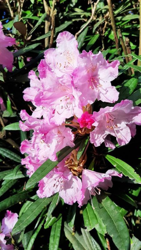 ������� ��� ��������� ��������� �������� �� ���������������� �������������