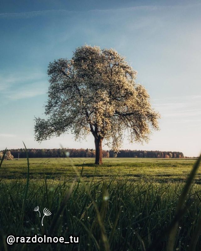 � ������ ������� �����