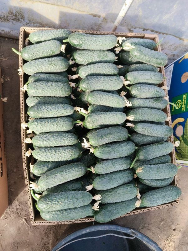 �� �������� ��������� ������� ��������� ������ ������, ���������� � �������� ������ ��������� �������� ������� ������������ ������