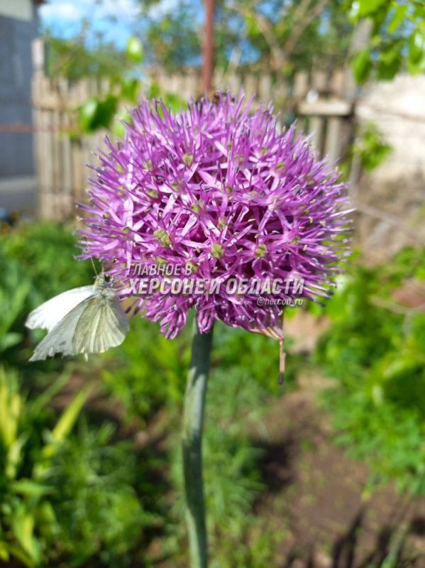 �������� ��� � �������� � ���� ���������� ���������� ������������ ������