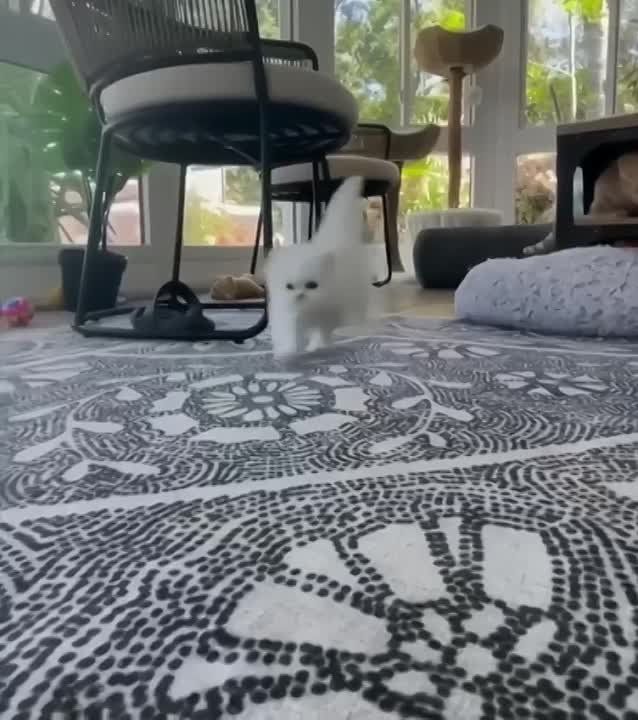 �����������, ������ �������� ����