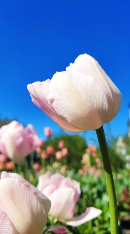 � ������ �����, �����������!