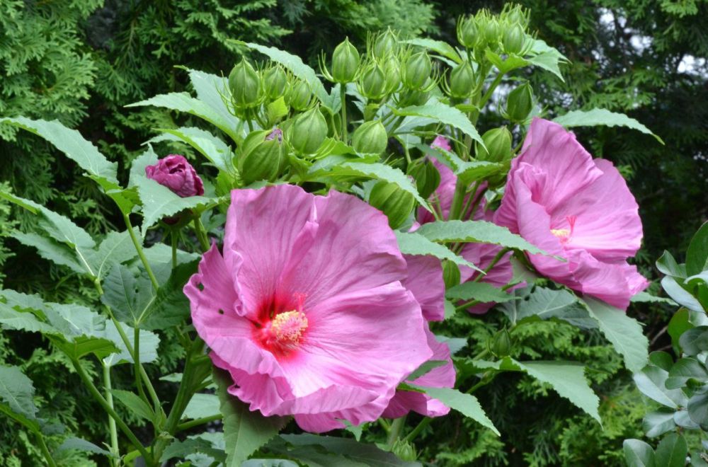 ���������� ��� ����, �����������!