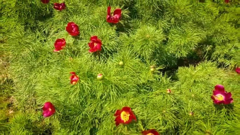 �������� ������: �������-���� � ���������� ���������� ������� ����������, ������������� � ���������� �������