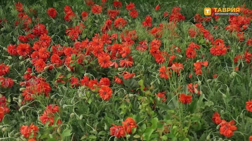 � ���� ��������� ��������� ����� �����������-���������� �����