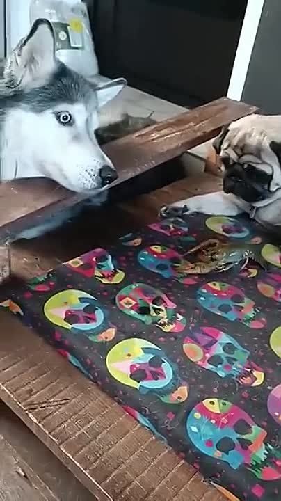 ������� ����� � �����! ��������-����� ���������� �������