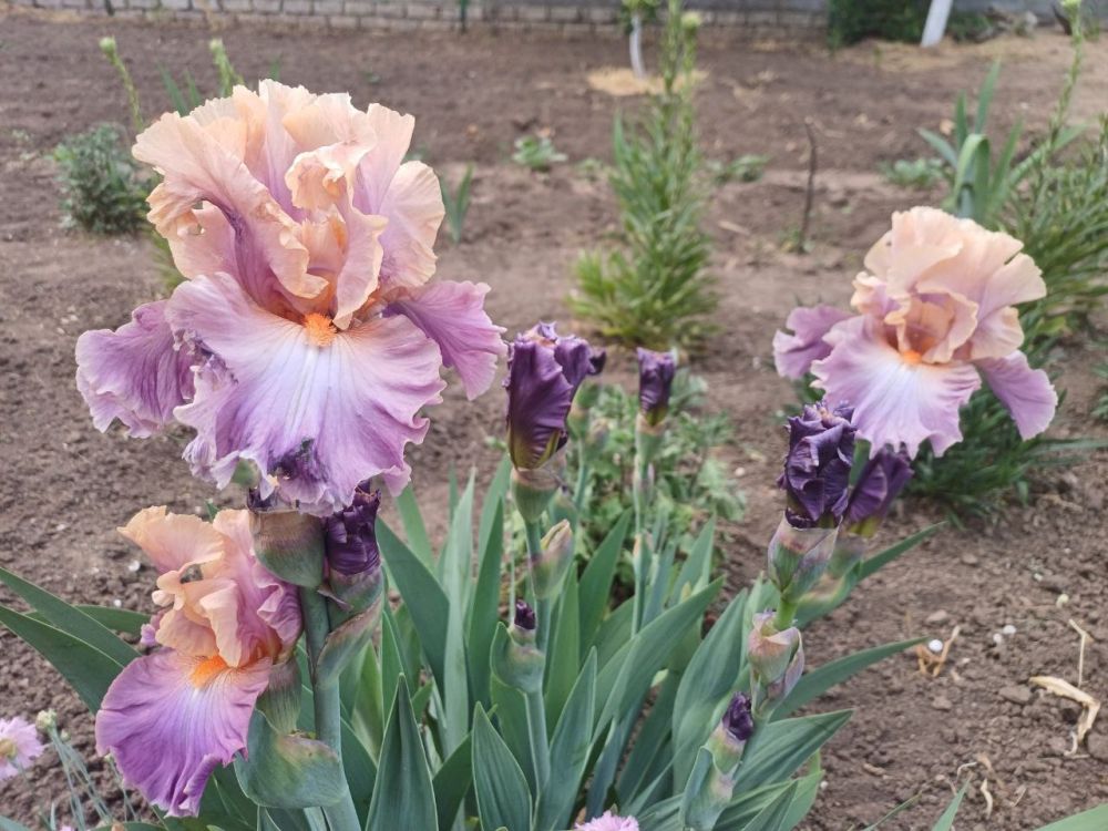 ����� �������� ������. �������-����� ���������� ���� ��������� �����. ����� �� ����� ������ ������