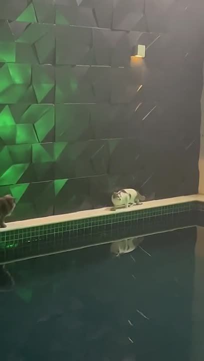 ��� ��� ����������� ����! ��������-����� ���������� �������