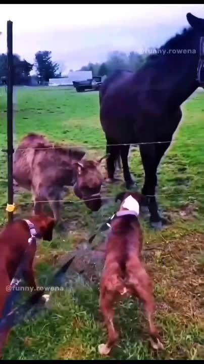 ��������� ����, ������!