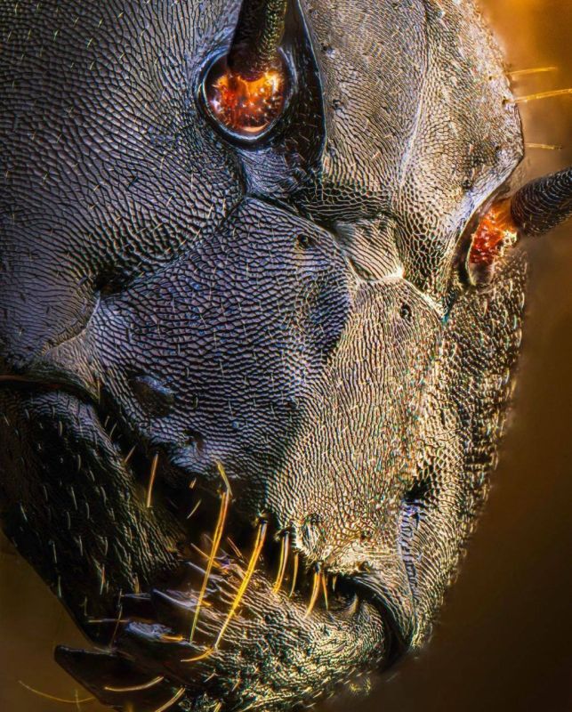 ������� ���� ��� ����� ������ ��������