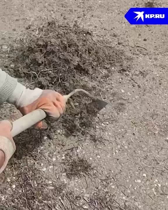 � ������ ���������� ������ ������� ����� ���������� �������