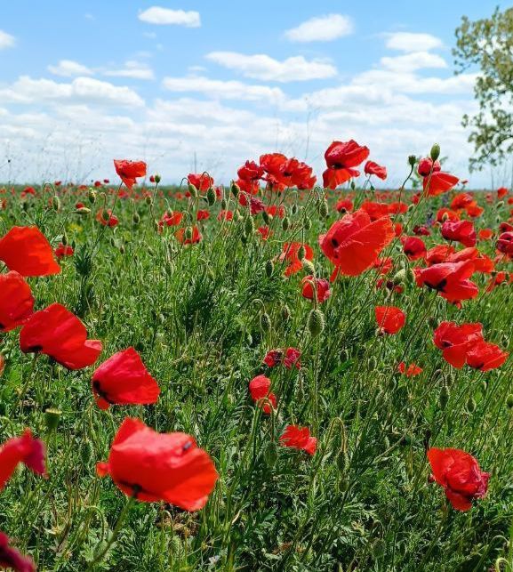 ������� ���� �������! ���������� ���������, ���������, ���������� ��������!