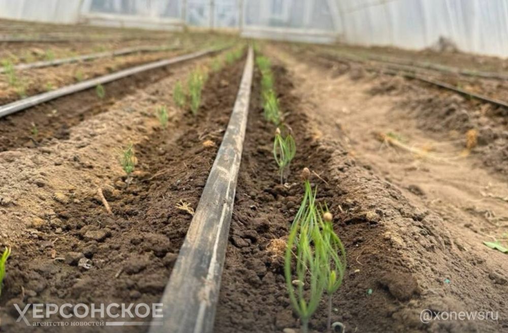 ����������� ����������� ��������� ������ ������ ����� �������