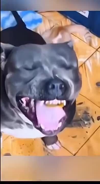 ������ ��������: ������ ������� ���� �������������