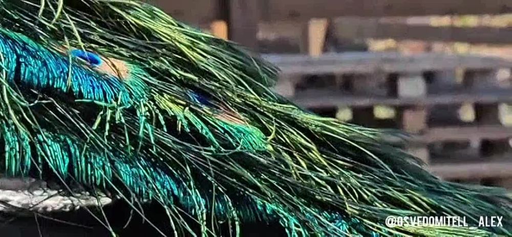 ������ ������, ��� ������ ��� ���, �� �������� ���� ������� "���������� � ���������� �������"