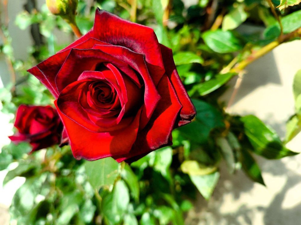 ������ ����� ������������ ������������ �������������