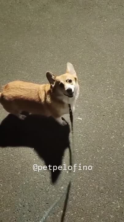 ��������� ����!. ��������-����� ���������� �������