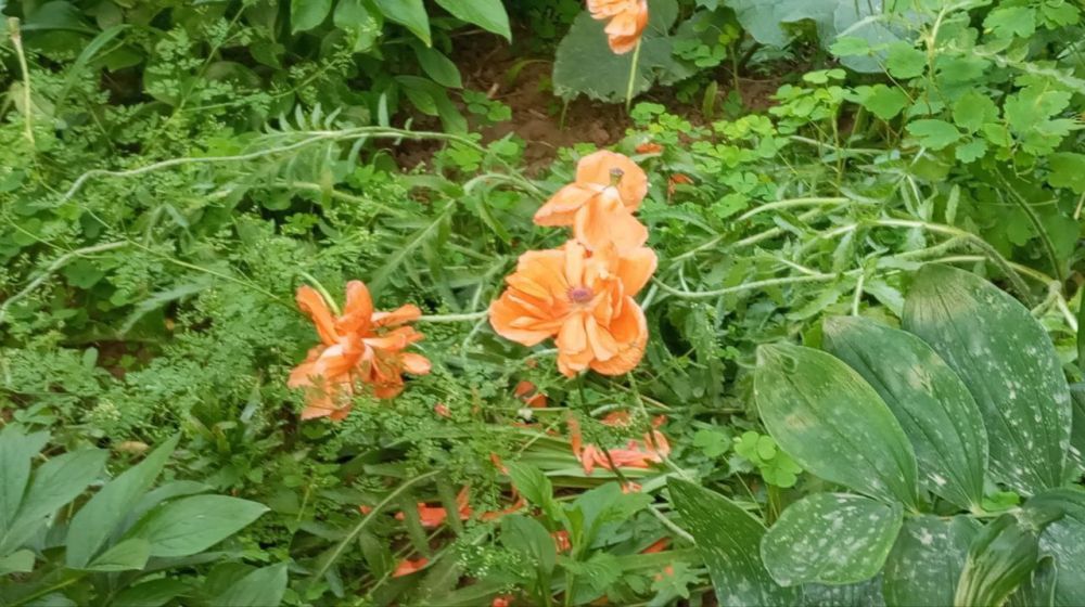 � ������ �����, �����������!