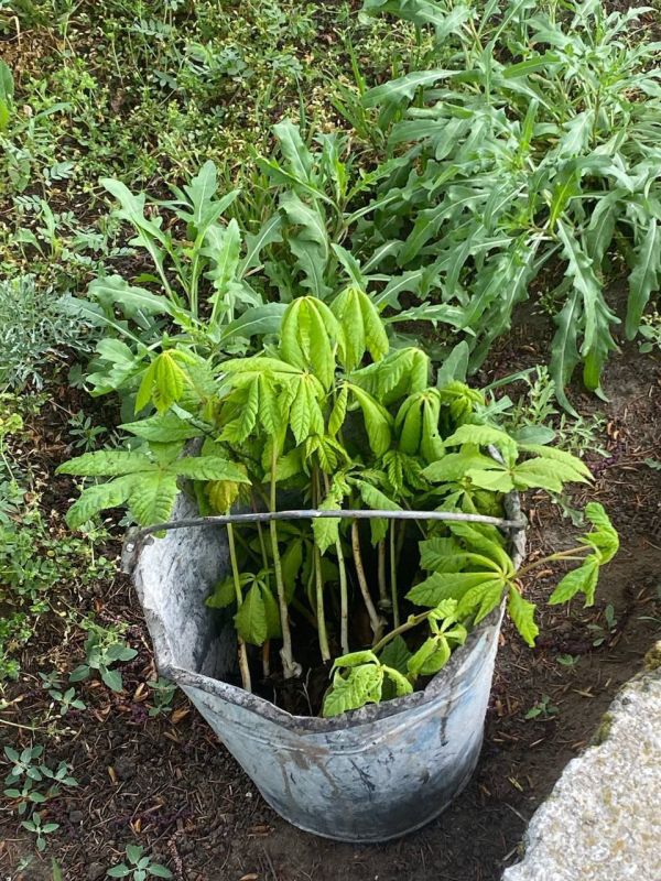 �� ������������ �������� 300 �������� ��������