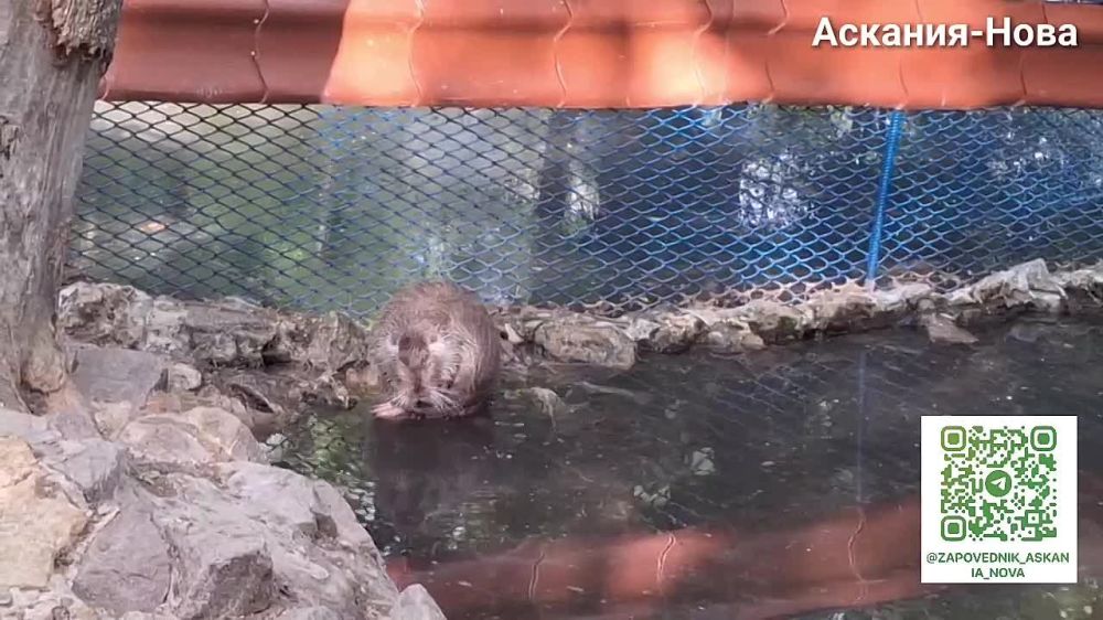 ���������� ��� � �����������