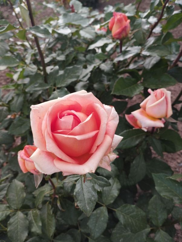 ��������� ��������� ���