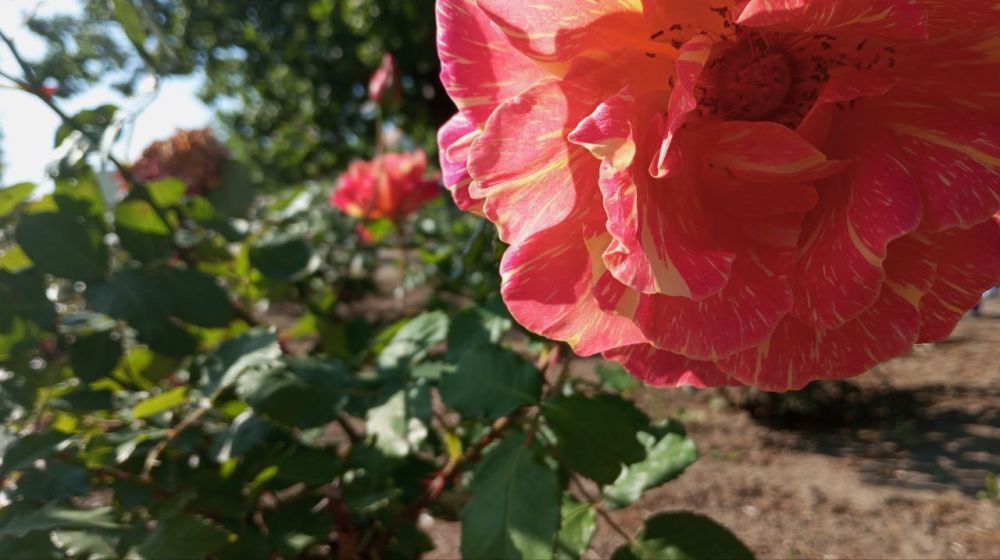 ��������� ���, �����������!