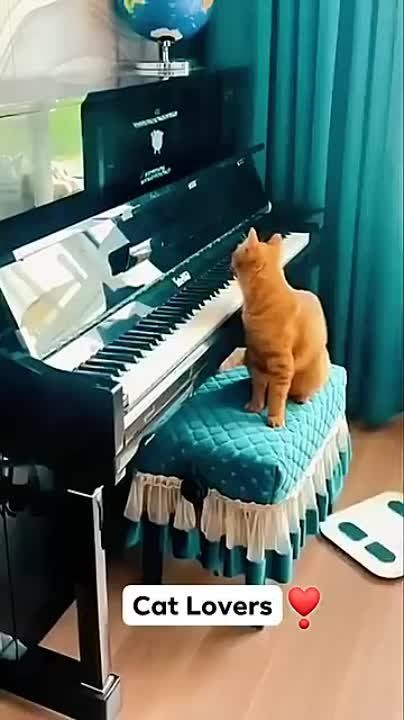 ��������-����� ���������� �������