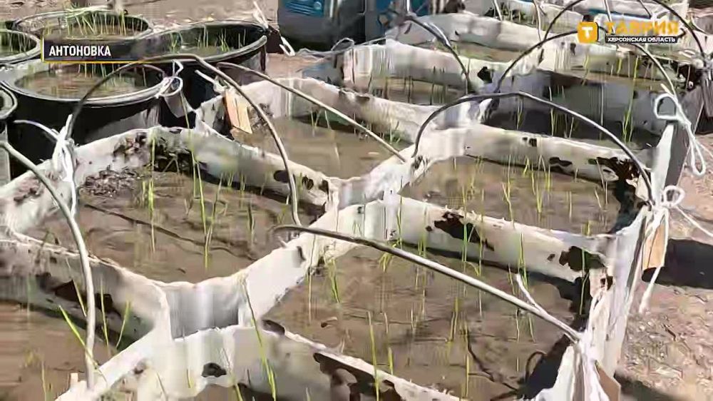 � ������-����������������� ��������� ���� ���������� ������� �������� ������������ �� ����������� ������ � ������� ����������