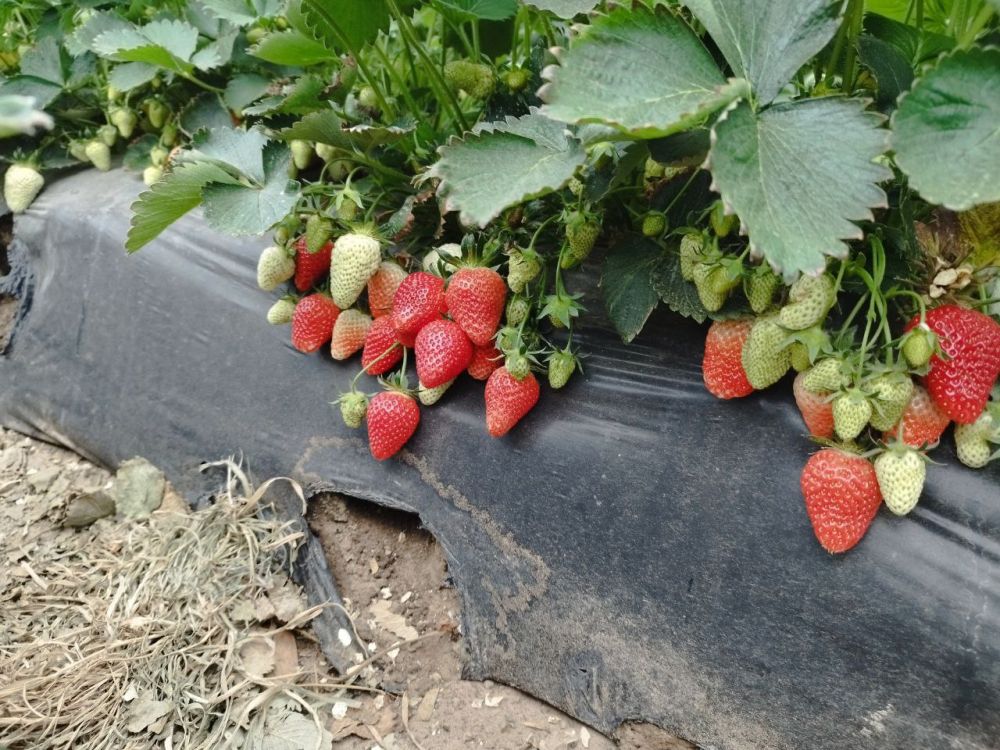 � ������������� ��������� ������ ������������ �������������������� ������