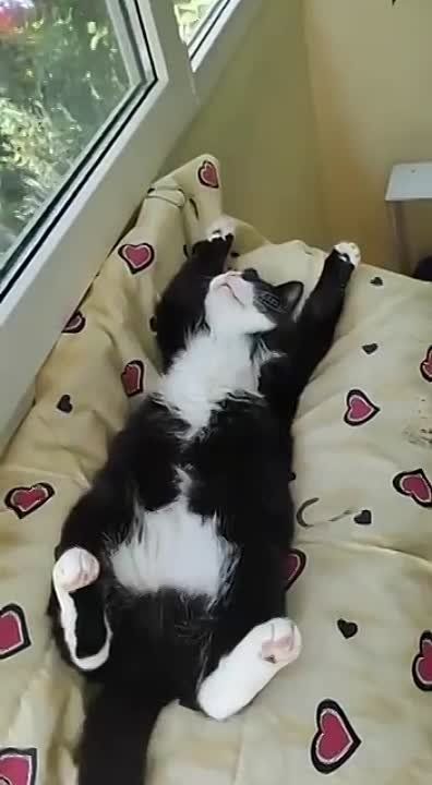 ������ ��������, ������ ��������