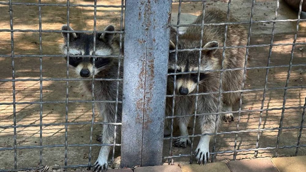 ���������� �������: ��� ����� � �������� �������� ���������� ���������� ����