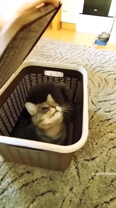 ��������� ����!. ��������-����� ���������� �������