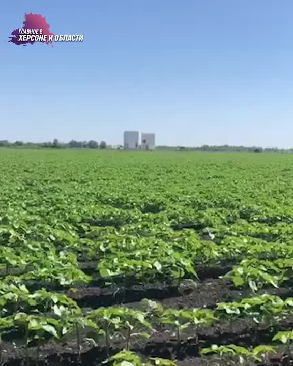 �����, ����������������, ��� � ������������� ����, ������������ ������� ���������� ����