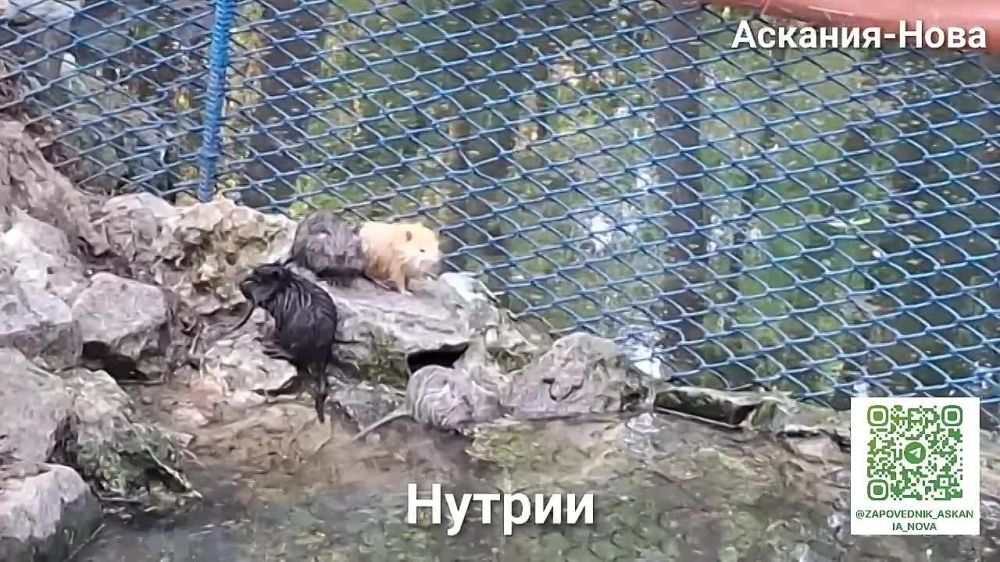 ���������� ���������� "�������-����" ������������ ������������� ������