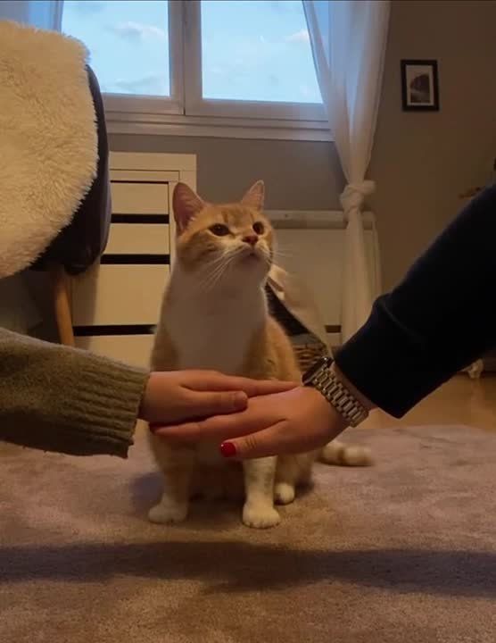 �������, �������� �������� � ����������